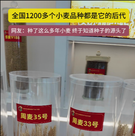 周口國家農(nóng)高區(qū)展示的種子資源，全國1200多個小麥品種都是它的后代!